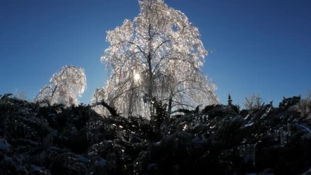 Cabang Beku Pohon Dalam Musim Dingin Ajaib Detail Lanskap — Stok Video