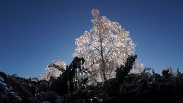 Zmrazené Větve Stromů Ledu Zimní Magie Krajina Detaily — Stock video
