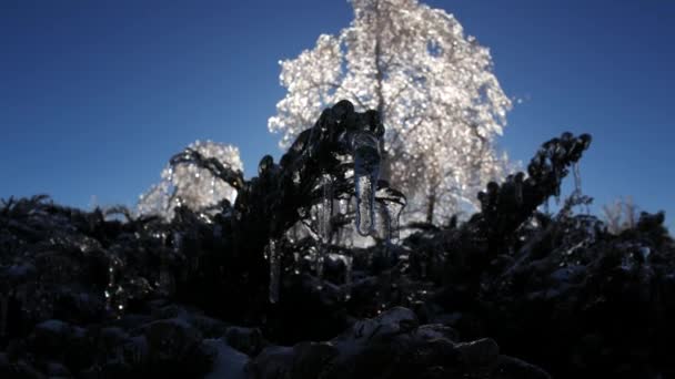 Buz Gibi Kışın Donmuş Ağaç Dalları Sihirli Manzara Ayrıntıları — Stok video