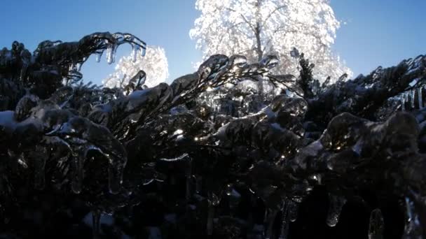 氷の冬の魔法の風景の細部の凍った木の枝 — ストック動画