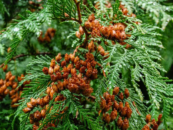 Yeşil iğne dalları üzerinde küçük kahverengi koniler olan Thuja dalı