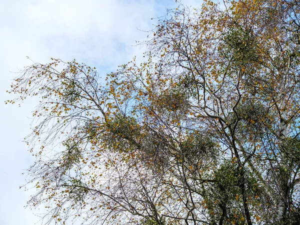 Många Klasar Mistel Träd Grenar Mot Blå Himmel — Stockfoto