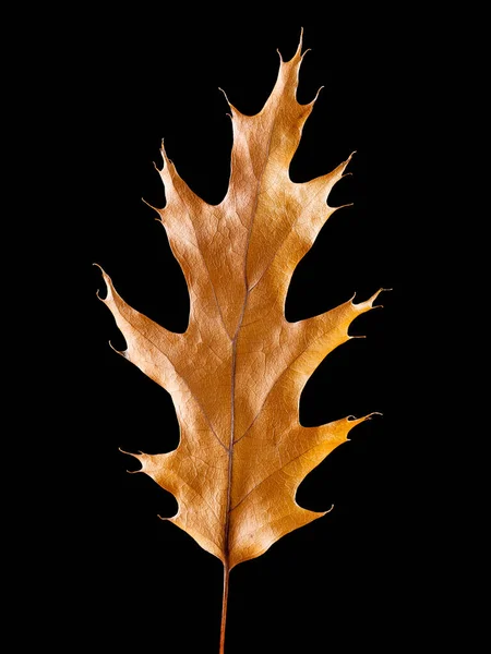 Oak leaf closeup isolated on black background