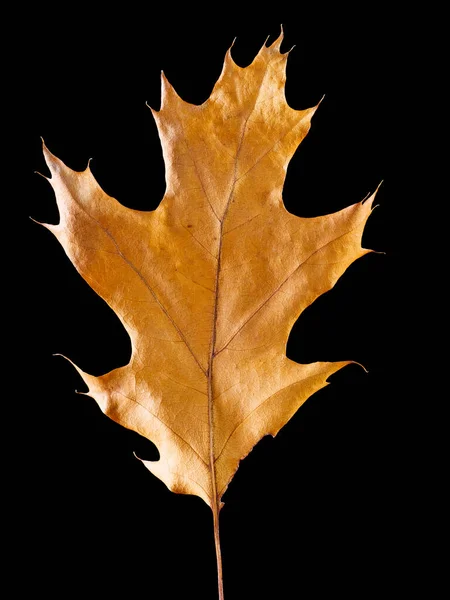 Autumn dried oak leaf isolated on black background