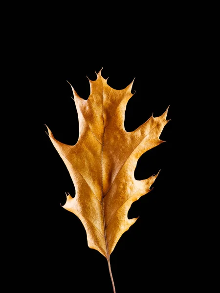Yellow fallen dried oak leaf isolated on black background