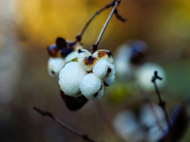 Yağmurdan sonra küçük damlalar halinde beyaz böğürtlenler.