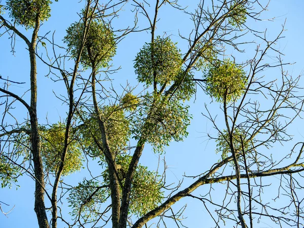 Muitos Cachos Visco Galhos Árvores Nuas — Fotografia de Stock