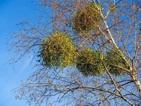 Wiele Pęczków Jemioły Jesiennych Gałęziach Drzew — Zdjęcie stockowe