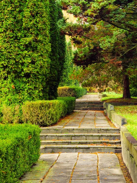 Çam ağaçları ve thuja arasında beton levhalar ve basamaklar