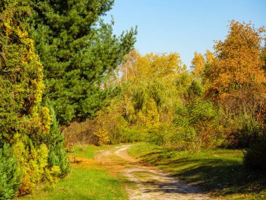 Kozalaklı ve yaprak döken ağaçlarla dolu bir sonbahar ormanı boyunca toprak bir yol.