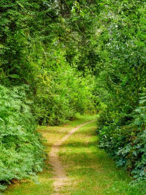 Walking trail through leafy green trees of a beautiful park