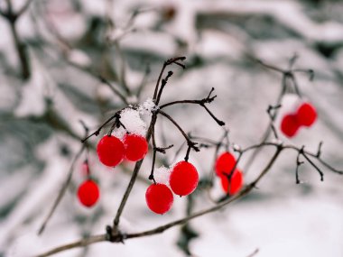 Kış parkında olgunlaşmış kızılcık kümeleri.