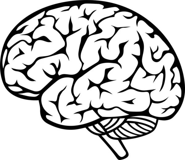 Vector Icon Human Brain Isolated White — Stock Vector