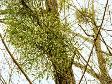 Ağaç dalları üzerinde birkaç ökseotu yığını gökyüzünün arka planına karşı
