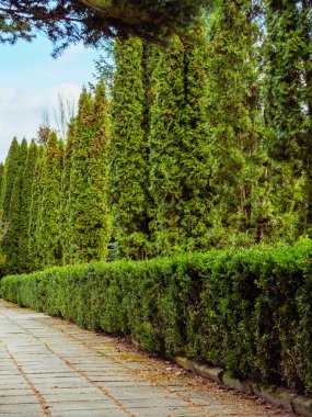 Beton sokak boyunca bir sıra çalı ve yeşil thuja ağaçları.
