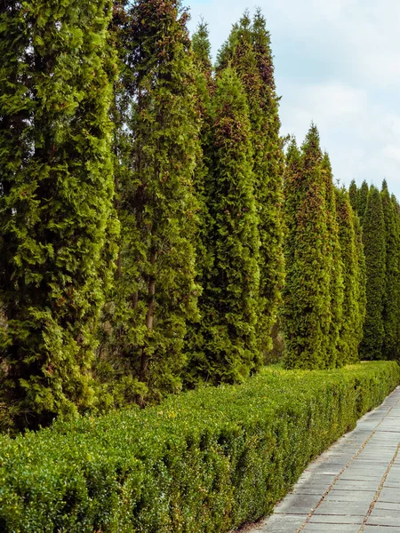 stock image Walking way made of concrete slabs along the green thuja trees