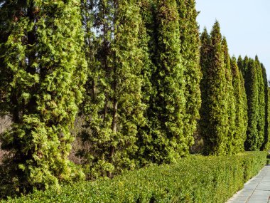 Beton kaldırım boyunca büyüyen yeşil eşkıyalar ve çalılar