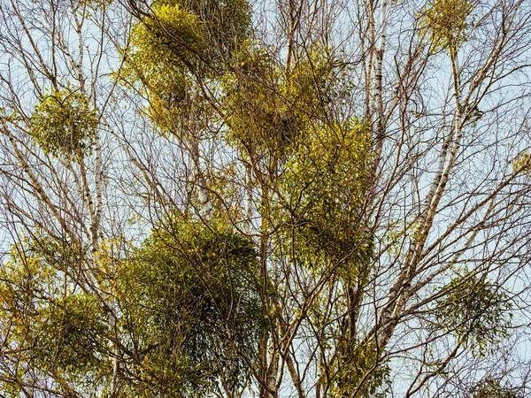 Wiele Pęczków Jemioły Gałęziach Drzew Przeciwko Błękitnemu Niebu — Zdjęcie stockowe