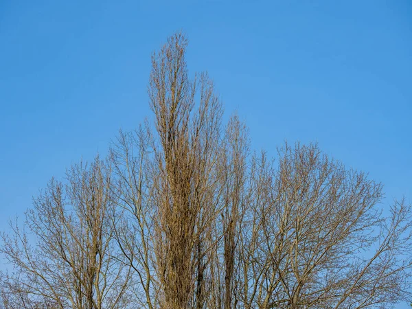 浅色的白杨树在五彩斑斓的蓝天衬托下 — 图库照片