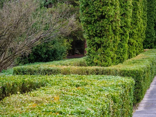 stock image Row of thuas surrounded by green trimmed bushes