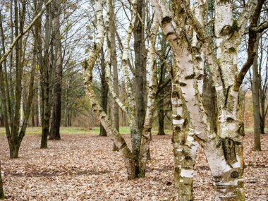 Ormandaki eğri dallı huş gövdeleri