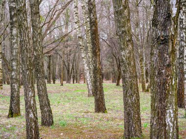 Ağaç korusunda bir sürü ağaç, ağaç gövdeleri, dağınık yapraklar.