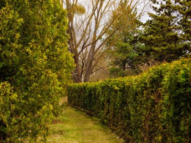 Parktaki patika boyunca bir sıra budanmış haydut çalısı.