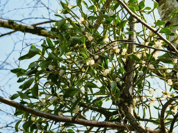 Close Mistletoe Leaves Berries Birch Branch — Stock Photo, Image