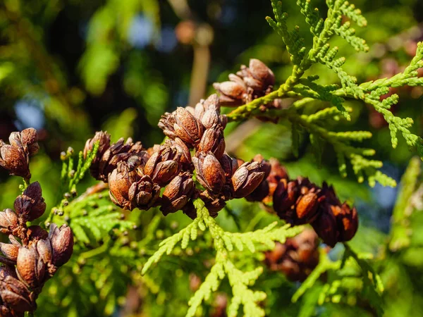 stock image Thuja branch with small brown cones, detail texture