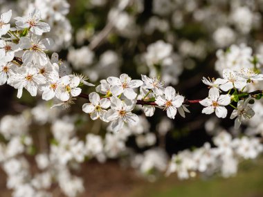 Çiçekler çiçek açan bir dalda, bulanık arka planda.