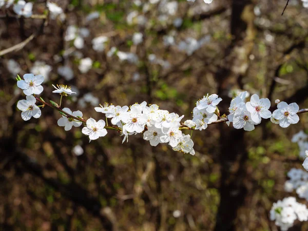 White Beautiful Flowers Blooming Tree Branch Close Blurred Background — Stock Photo, Image