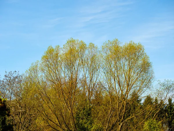 Árvore Topo Floresta Contra Céu Azul — Fotografia de Stock