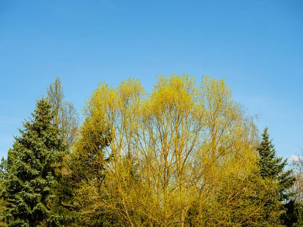 Träd Toppar Parken Mot Blå Himmel — Stockfoto