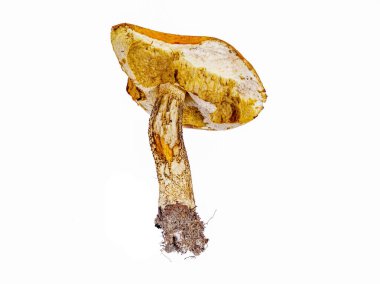 Leccinum mushroom with intact roots and gnawed cap isolated on white