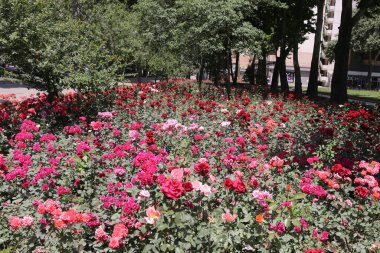 Çiçek açan renkli güllerin tarlası