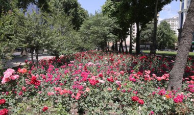 Çiçek açan renkli güllerin tarlası