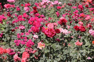 Çiçek açan renkli güllerin tarlası