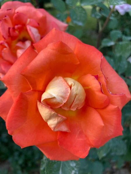 Warna Mawar Oranye Hibrida — Stok Foto