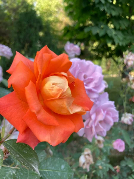 Tea Hybrid Rose Orange Colors — Stock Photo, Image