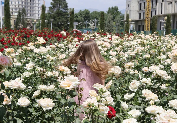 Menina Entre Campo Rosas Brancas — Fotografia de Stock
