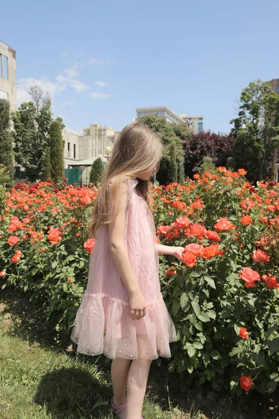 Little Girl Flowerbed Orange Roses — Stock Photo, Image