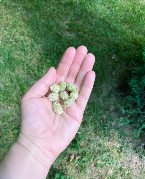 White Mulberry Fruits Palm Your Hand — Stock Photo, Image