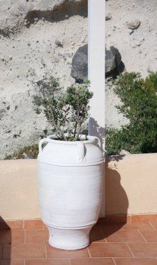 Eski beyaz saksıda zeytin ağacı
