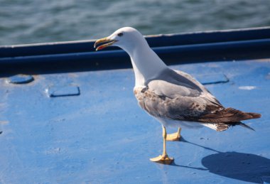 Martı Larus 'u yakalayın.