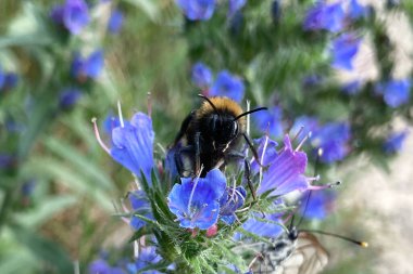 Echium vulgare 'de oturan yaban arısı