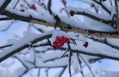 Kükreyen kırmızı demetler karla kaplı