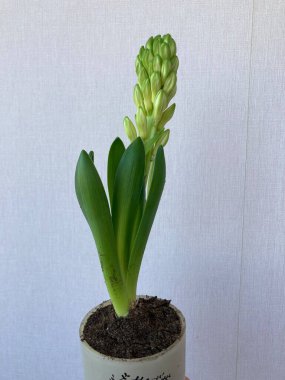 Bud of white Hyacinthus doğulu esrar 