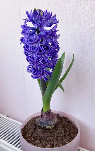 Blue Hyacinthus orientali in pot