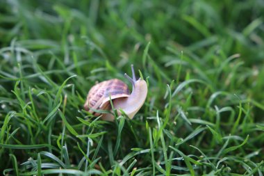 Bahçe Türk üzüm salyangozu yakın plan