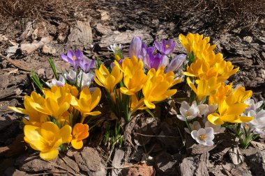 Bahar mevsiminde sarı ve mor örgü çiçeklerini kapat. Parlak sarı ilk bahar çiçekleri.